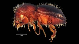 Un TAC de alta resolución desvela los secretos de un diminuto escarabajo