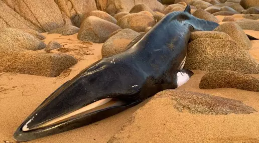 Aparece una cría de ballena aliblanca herida en Oleiros (A Coruña) herida y desnutrida