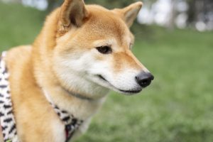 Investigado por lesiones el dueño de los perros que atacaron a un septuagenario en Cangas (Pontevedra)