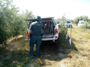 Interior acometerá obras para las nuevas perreras de la Guardia Civil en Bailén y traslada los perros a Madrid