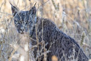 Localizan el cadáver de un lince ibérico en una cuneta en San Fernando de Henares