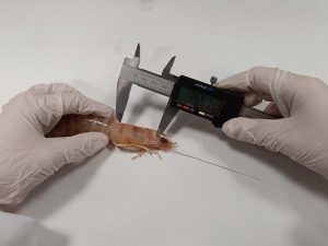 Investigadores presentan modelos productivos "más sostenibles" para la cría del langostino del Mediterráneo