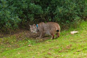  Liberados dos nuevos ejemplares de lince ibérico en Lora del Río