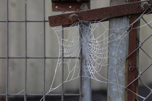 Identifican 40 áreas clave para la conservación de especies de artrópodos en la Península y Balerares