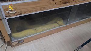 Piden cinco años de cárcel para una pareja por tener reptiles prohibidos en su piso de Roquetas