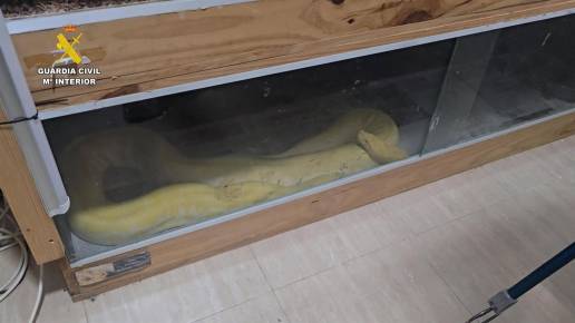 Piden cinco años de cárcel para una pareja por tener reptiles prohibidos en su piso de Roquetas