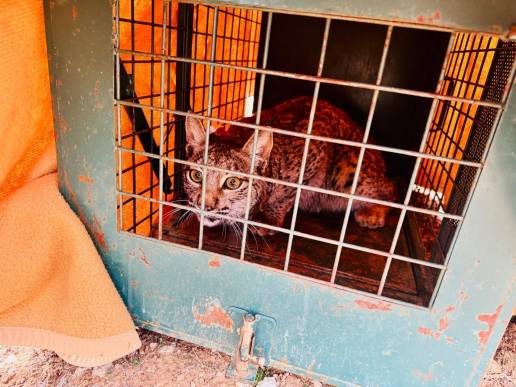 La Junta acanza en la reintroducción del lince ibérico con la suelta de tres ejemplares en Cuenca