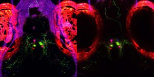 Hallado un 'interruptor biológico' del sueño en peces cebra, especie con similitudes con el cerebro humano