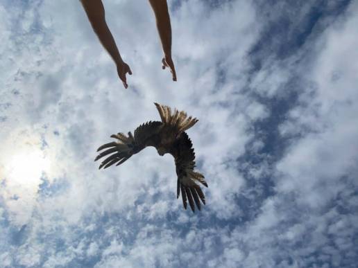 Baleares atendió en 2025 a más de 7.600 animales silvestres y casi la mitad fueron rehabilitados y liberados