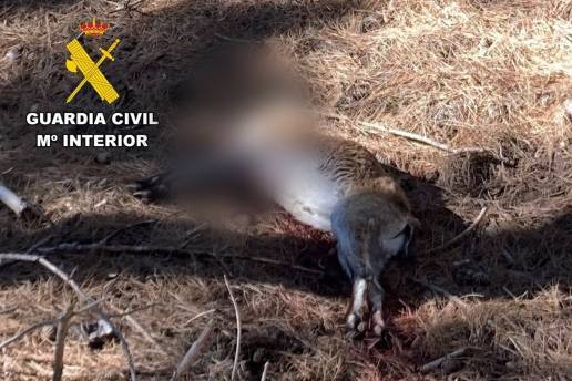 Investigado un cazador por abatir de forma irregular a un macho de cabra montés en Valdepeñas de Jaén