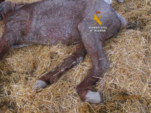 Investigan al propietario de una explotación equina por maltrato animal