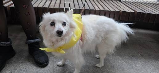 Riba-roja impulsa el 'Mocador Faller' para proteger a las mascotas sensibles al ruido