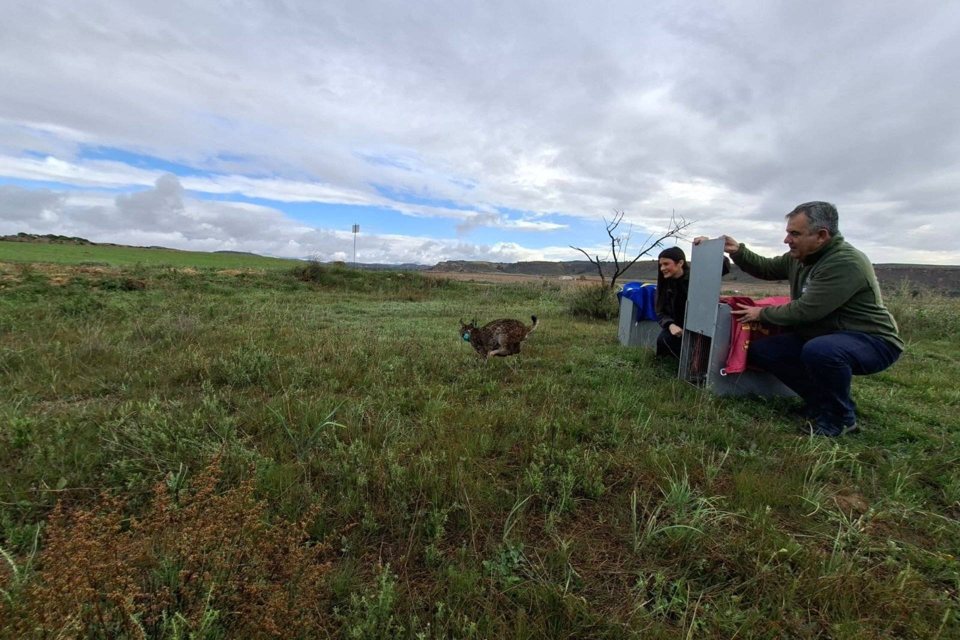 Murcia culmina la liberación de los últimos linces previstos este año