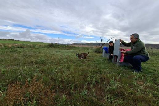 Murcia culmina la liberación de los últimos linces previstos este año