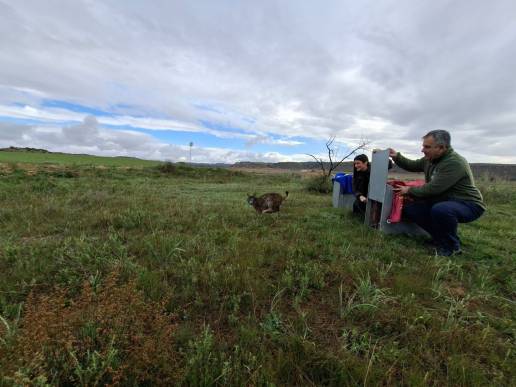 Murcia culmina la liberación de los últimos linces previstos este año
