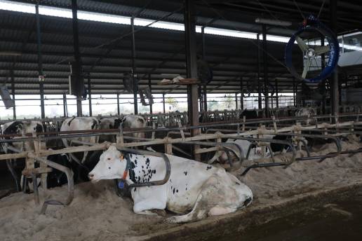 El alcalde de Fiscal (Huesca) traslada la preocupación del municipio por los dos focos de DNC bovina