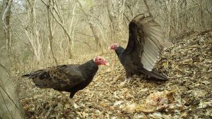 Un estudio revela que la degradación forestal "altera" el papel ecológico de los carroñeros en bosques tropicales