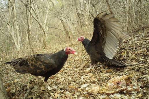 Un estudio revela que la degradación forestal 