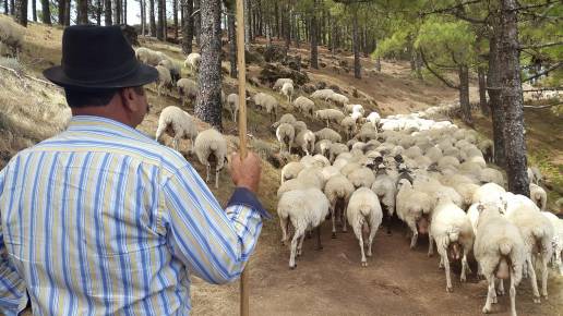 El Cabildo de Gran Canaria remunera por quinto año el pastoreo como servicio ambiental contra los grandes incendios