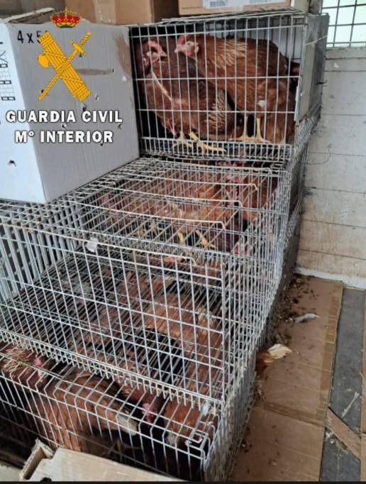 Denunciado por vender gallinas en Viana sin ningún control sanitario durante una alerta por gripe aviar