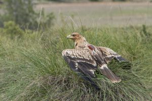 Un águila imperial ibérica vuelve a la libertad en Pozo Lorente (Albacete) tras completar su rehabilitación
