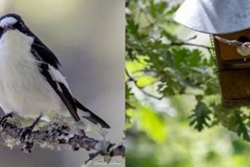 Cambiar de pareja aumenta el éxito reproductivo de los papamoscas cerrojillos, según el MNCN