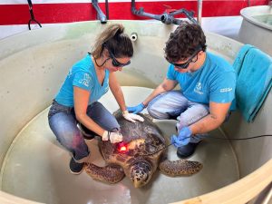 La Fundación Reina Sofía financia un láser terapéutico para tratar tortugas marinas en el Palma Aquarium