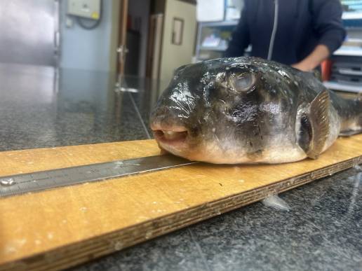 El Instituto Español de Oceanografía y la Universidad de Vigo documentan dos nuevos registros de pez globo en Galicia