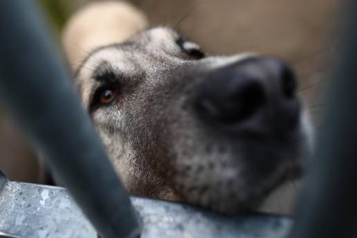 Dos investigados por la muerte de 27 perros en un ferry en octubre