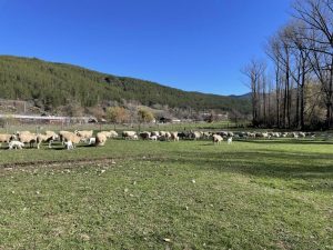 La Cemma mantiene ingresadas en Nigrán (Pontevedra) a cuatro tortugas marinas tras aparecer debilitadas en la costa