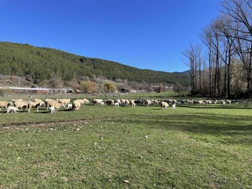 La Cemma mantiene ingresadas en Nigrán (Pontevedra) a cuatro tortugas marinas tras aparecer debilitadas en la costa