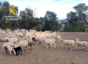 La Guardia Civil recupera 150 ovejas y 80 corderos sustraídos en una explotación de Lorca (Murcia)