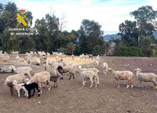 La Guardia Civil recupera 150 ovejas y 80 corderos sustraídos en una explotación de Lorca (Murcia)