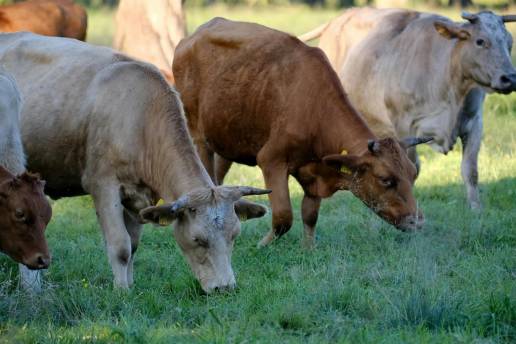 Navarra amplía la vacunación a todo el ganado bovino de la Comunidad para prevenir la dermatosis nodular