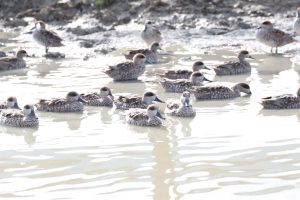 El proyecto LIFE cerceta pardilla censa al menos 172 parejas reproductoras y 3.670 hectáreas de humedal restauradas