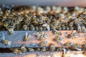  Autorizados 900.000 euros en ayudas a la apicultura orientada a la conservación de la biodiversidad