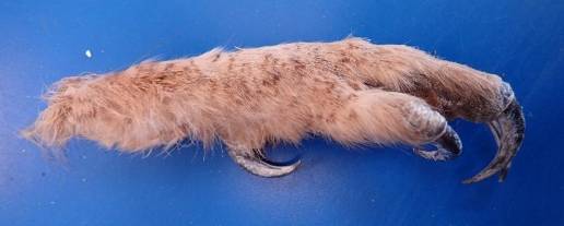 Dos detenidos en Soria tras intervenirles una garra de búho real cuya procedencia no ha podido ser acreditada