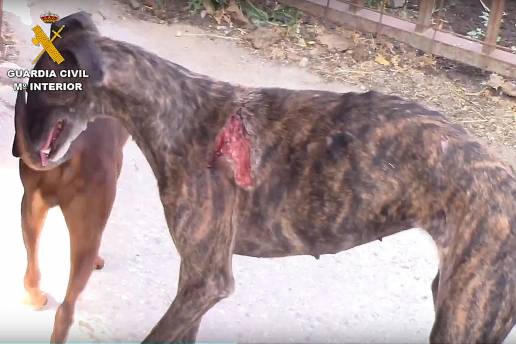 Una protectora de animales pide investigar al 'Vampiro de Humanes' por posible quebrantamiento de medidas cautelares