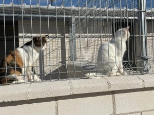 El albergue municipal de Torrevieja formaliza 285 adopciones de gatos y perros en 2025