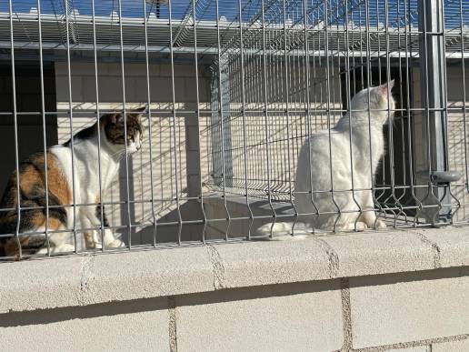 El albergue municipal de Torrevieja formaliza 285 adopciones de gatos y perros en 2025