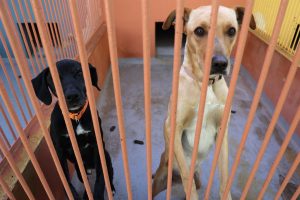 Progreso en Verde alerta de "negligencias" en el proceso de adopción de los 50 perros rescatados en Son Reus