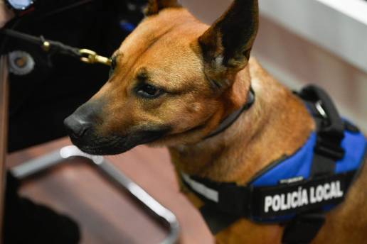 Los controles de unidad canina de la Policía se intensifican en zonas escolares y sensibles al menudeo de droga