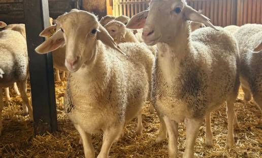 Agricultura refuerza las recomendaciones para la prevención y control de la lengua azul