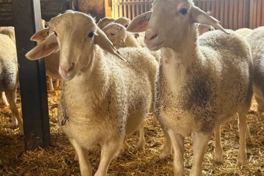 Agricultura refuerza las recomendaciones para la prevención y control de la lengua azul
