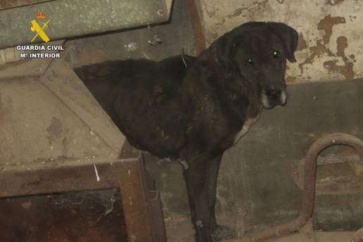 El Seprona investiga a dos hombres por maltrato de animales domésticos en La Rioja