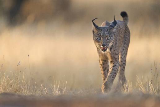WWF celebra la condena por la muerte de una hembra de lince en Menasalbas, pero dice que es 