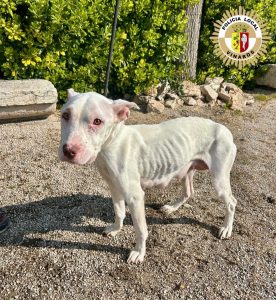 Rescatados cinco perros malnutridos y abandonados en Vinaròs