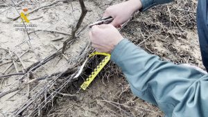 La Guardia Civil detiene a una persona tras intervenir más de 100 lazos de caza ilegales en una finca