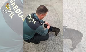 Tres investigados en Ciudad Real por dedicarse a la venta fraudulenta de cachorros de perro por Internet