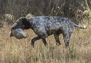 Extremadura cambia la normativa de control sanitarios de la carne de caza para mejorar su aprovechamiento y seguridad